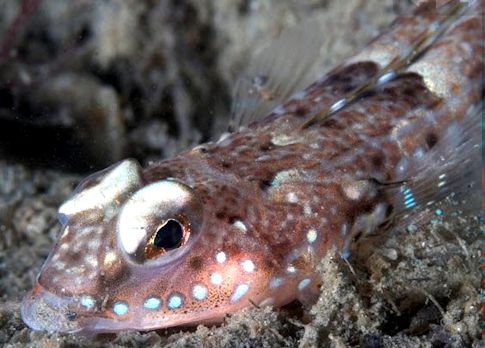 Callionymus maculatus_1177